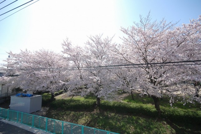 埼玉県川口市Ｈ様邸イシンホーム注文住宅新築現場。近くの公園の桜が満開です。