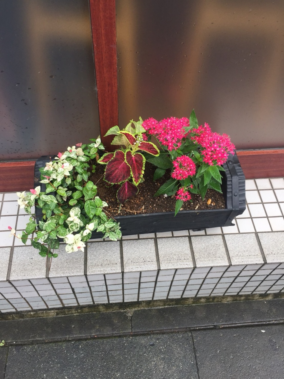 運営しているモスバーガー東川口店で季節の花をつけました。