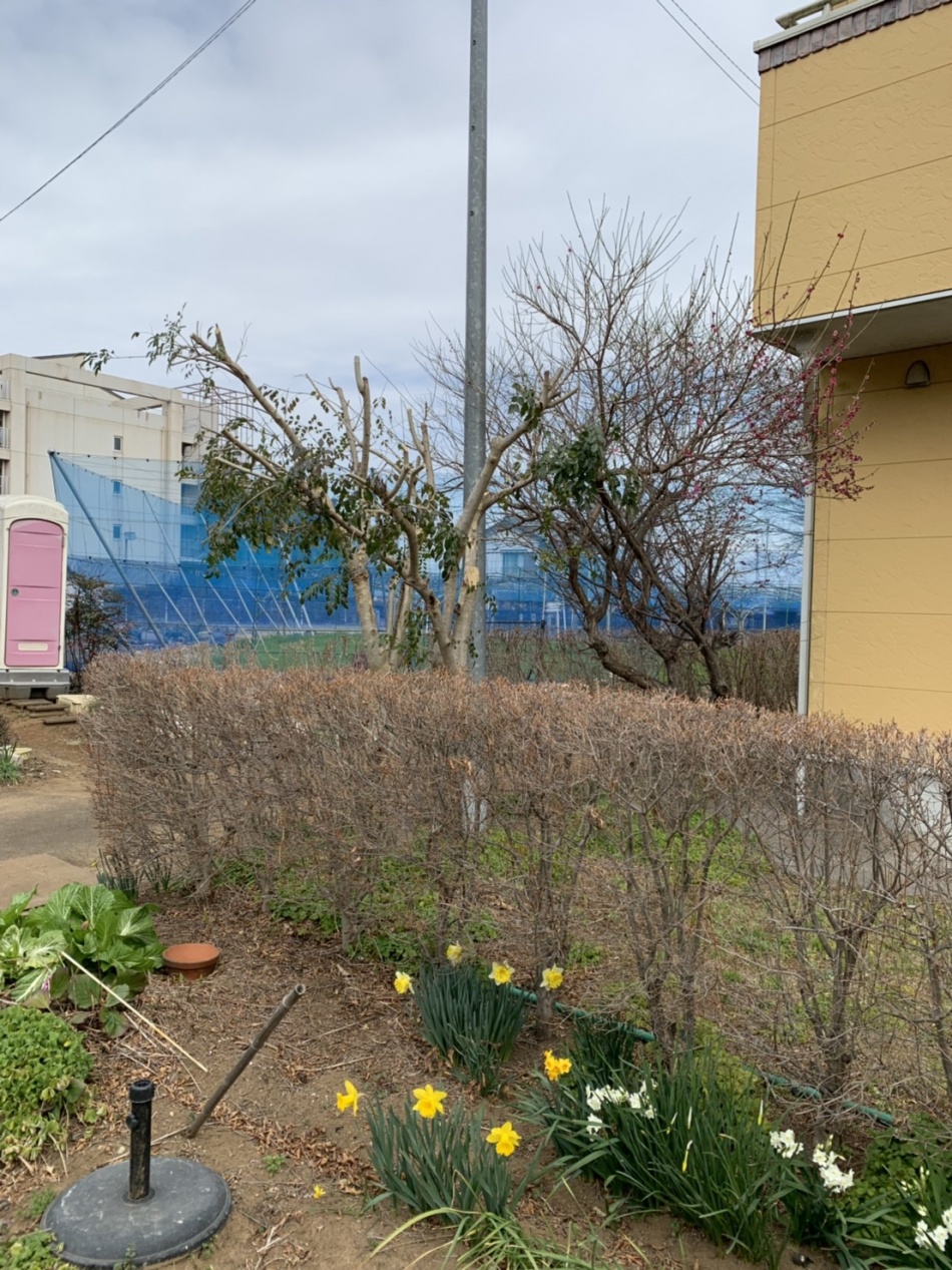 13年前のお引渡し時に渡した植栽を大事にしていただいています。