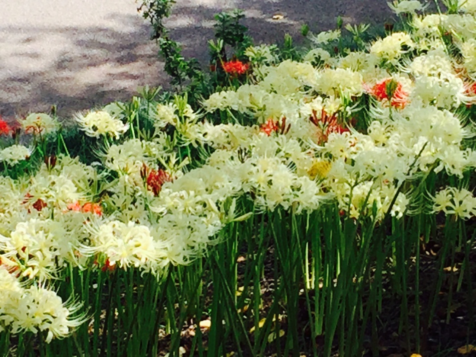 吉川市の市庁舎と彼岸花