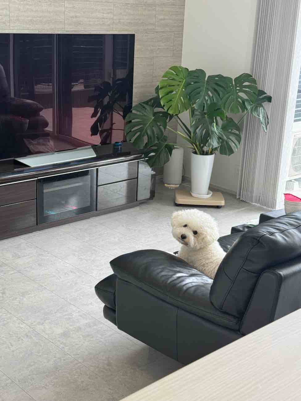 【埼玉県三郷市】施工事例 ビションフリーゼ2匹と暮らす！「におい」から解放された、深呼吸したくなる理想の家