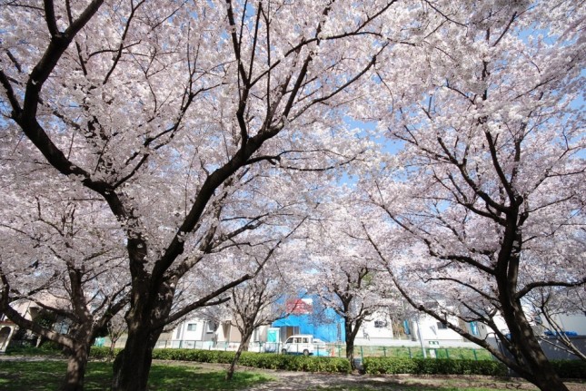 埼玉県川口市Ｈ様邸イシンホーム注文住宅新築現場。近くの公園の桜が満開です。
